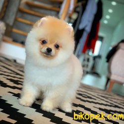En Iyi Kalıte Tcup Pomeranian Yavrularımız 3