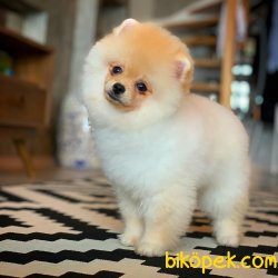 En Iyi Kalıte Tcup Pomeranian Yavrularımız 4
