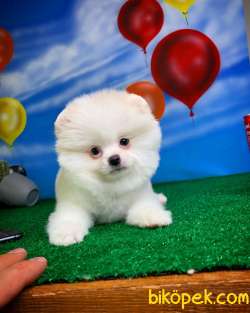 En Iyi Kalıte Tcup Pomeranian Yavrularımız 4