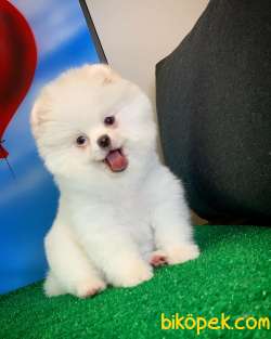 En Iyi Kalıte Tcup Pomeranian Yavrularımız 1