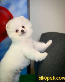 En Iyi Kalıte Tcup Pomeranian Yavrularımız 2