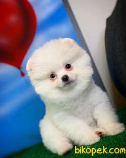 En Iyi Kalıte Tcup Pomeranian Yavrularımız 3