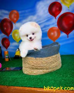 En Iyi Kalıte Tcup Pomeranian Yavrularımız 5