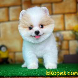 En Iyi Kalıte Tcup Pomeranian Yavrularımız 1