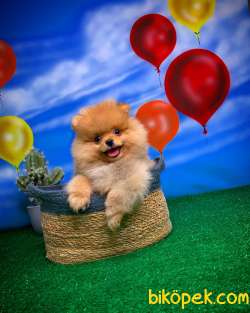 En Iyi Kalıte Tcup Pomeranian Yavrularımız 2