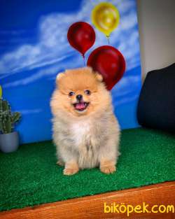 En Iyi Kalıte Tcup Pomeranian Yavrularımız 4