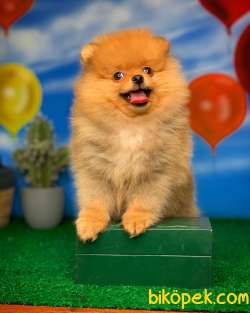 En Iyi Kalıte Tcup Pomeranian Yavrularımız 3