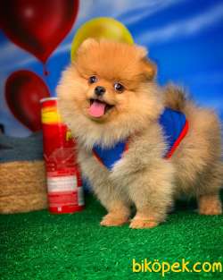 En Iyi Kalıte Tcup Pomeranian Yavrularımız 1
