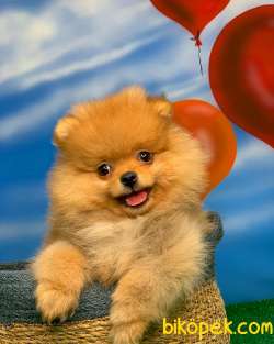 En Iyi Kalıte Tcup Pomeranian Yavrularımız 5