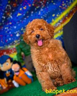 En Iyi Kalıte Tcup Toy Poodle  Yavrularımız 3