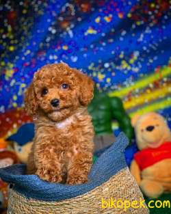 En Iyi Kalıte Tcup Toy Poodle  Yavrularımız 5