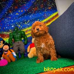 En Iyi Kalıte Tcup Toy Poodle  Yavrularımız 2