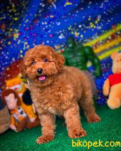 En Iyi Kalıte Tcup Toy Poodle  Yavrularımız 1