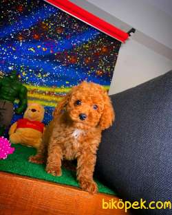 En Iyi Kalıte Tcup Toy Poodle  Yavrularımız 4