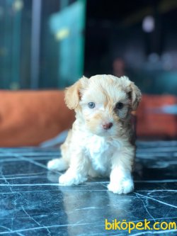 En Iyi Kaliteli Maltipoo Yavrularımız 2
