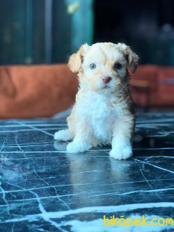 En Iyi Kaliteli Maltipoo Yavrularımız 1