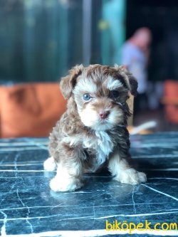 En Iyi Kaliteli Maltipoo Yavrularımız 2