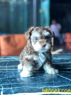 En Iyi Kaliteli Maltipoo Yavrularımız 1