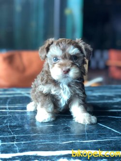 En Iyi Kaliteli Maltipoo Yavrularımız 3