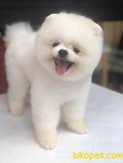 En Iyi Kaliteli Pomeranian Köpeklerimiz 2