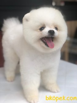 En Iyi Kaliteli Pomeranian Köpeklerimiz 3