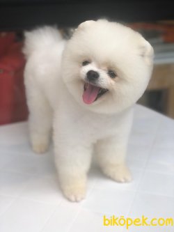 En Iyi Kaliteli Pomeranian Köpeklerimiz 1