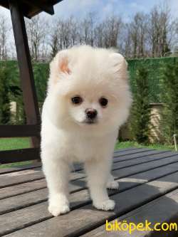 EN İYİ POMERANİAN BOO YAVRULARI  ÇİFTLİKTEN 5