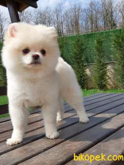 EN İYİ POMERANİAN BOO YAVRULARI  ÇİFTLİKTEN 1