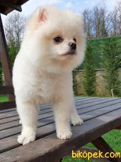 EN İYİ POMERANİAN BOO YAVRULARI  ÇİFTLİKTEN 4