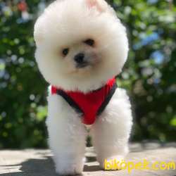 En Iyi Pomeranian BOO Yavrumuz 2