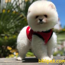 En Iyi Pomeranian BOO Yavrumuz 3