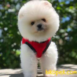 En Iyi Pomeranian BOO Yavrumuz 1