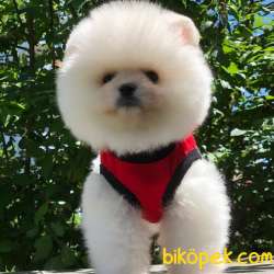 En Iyi Pomeranian BOO Yavrumuz 3