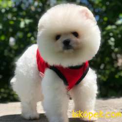 En Iyi Pomeranian BOO Yavrumuz 5