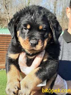 En Iyi Rottweiler Yavrulari  Bizde 4