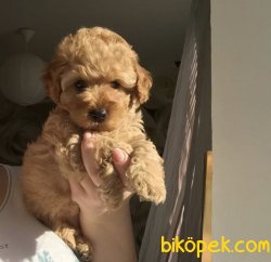 En Iyileri Için Iletişime Geçebilirsiniz 1