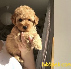 En Iyileri Için Iletişime Geçebilirsiniz 2