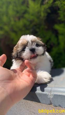 En İyisini İsteyenlere İrkinin En Ufagi Shih Tzu Yavrumuz 4
