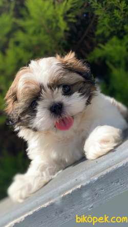 En İyisini İsteyenlere İrkinin En Ufagi Shih Tzu Yavrumuz 2
