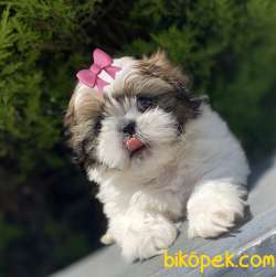 En İyisini İsteyenlere İrkinin En Ufagi Shih Tzu Yavrumuz 1