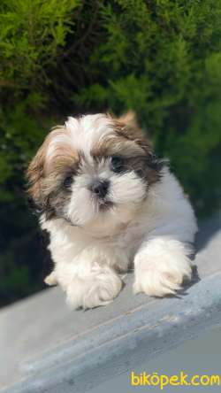 En İyisini İsteyenlere İrkinin En Ufagi Shih Tzu Yavrumuz 3