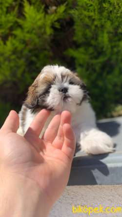 En İyisini İsteyenlere İrkinin En Ufagi Shih Tzu Yavrumuz 5