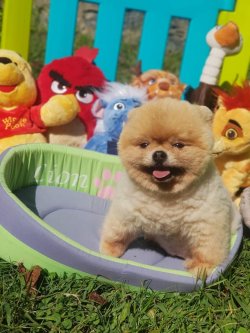 En Kai̇teli̇ Boo Pomerani̇an Teddy Bear Ti̇p 1