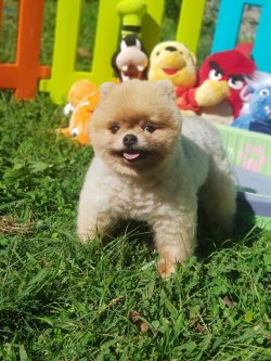 En Kai̇teli̇ Boo Pomerani̇an Teddy Bear Ti̇p 3