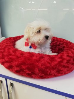 En Kalite Maltese Terrier Yavruları 1
