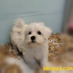 En Kalite Maltese Terrier Yavruları 3