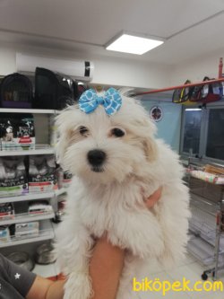 En Kalite Maltese Terrier Yavruları 2