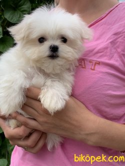 En Kaliteli 0 Numara Maltese Terrier Bebeklerimiz 3