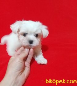 En Kaliteli 0 Numara Maltese Terrier Bebeklerimiz 2