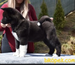 En Kaliteli Amerikan Akita Inu Bebekleriniz 4